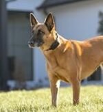 PetSafe Stay & Play Wireless Fence Receive Collar – Rechargeable and Waterproof Receiver Collar with Quick Charge in 2-3 Hours – for Dogs 5lb+ - Image 4