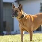 PetSafe Stay & Play Wireless Fence Receive Collar – Rechargeable and Waterproof Receiver Collar with Quick Charge in 2-3 Hours – for Dogs 5lb+